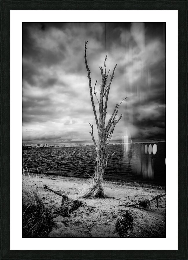 Riverside Resilience: Patuxent Rivers Weathered Tree in Black and White Infrare Picture Frame print