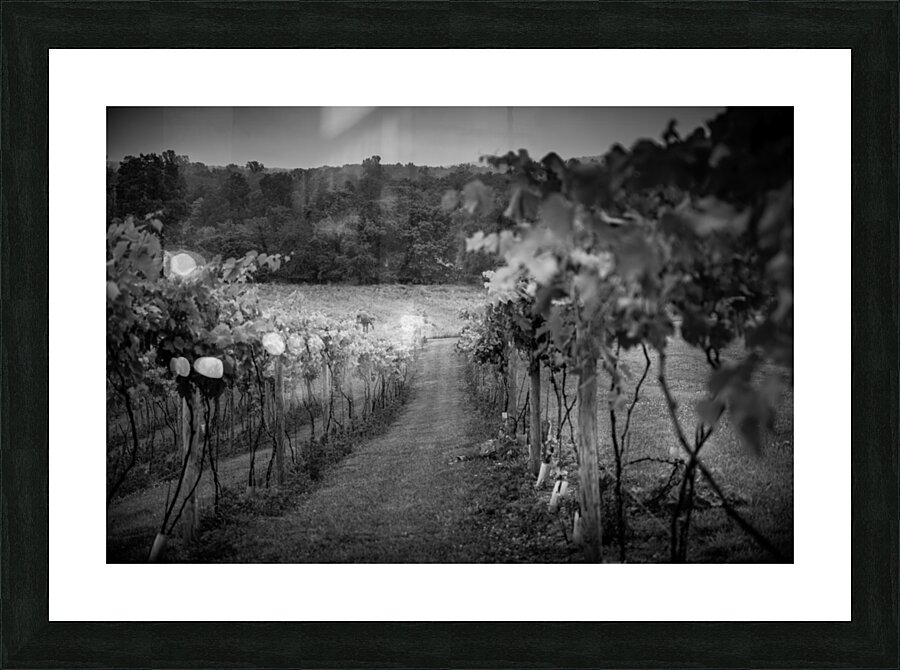 Grape Rows Picture Frame print