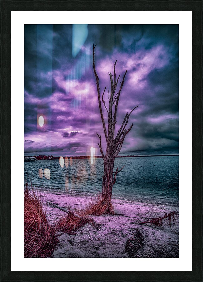 Mystical Resilience: Patuxent Rivers Purple Infrared Tree in a Storm Picture Frame print