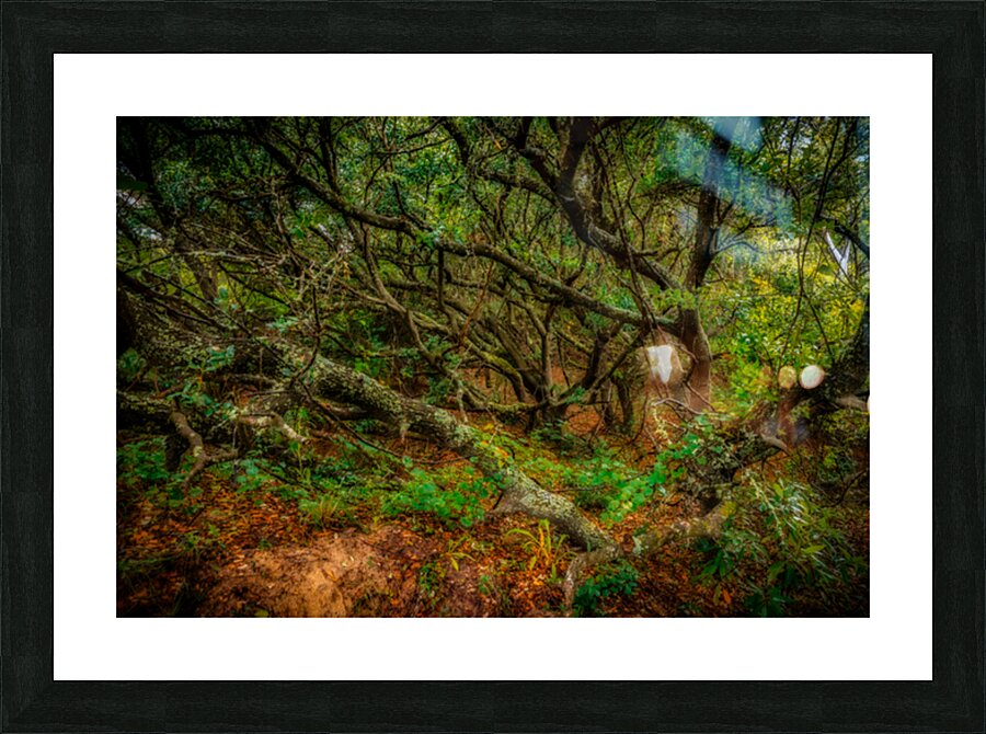 Whispers of a Hidden Forest: Exploring Jockey Ridge State Park Picture Frame print