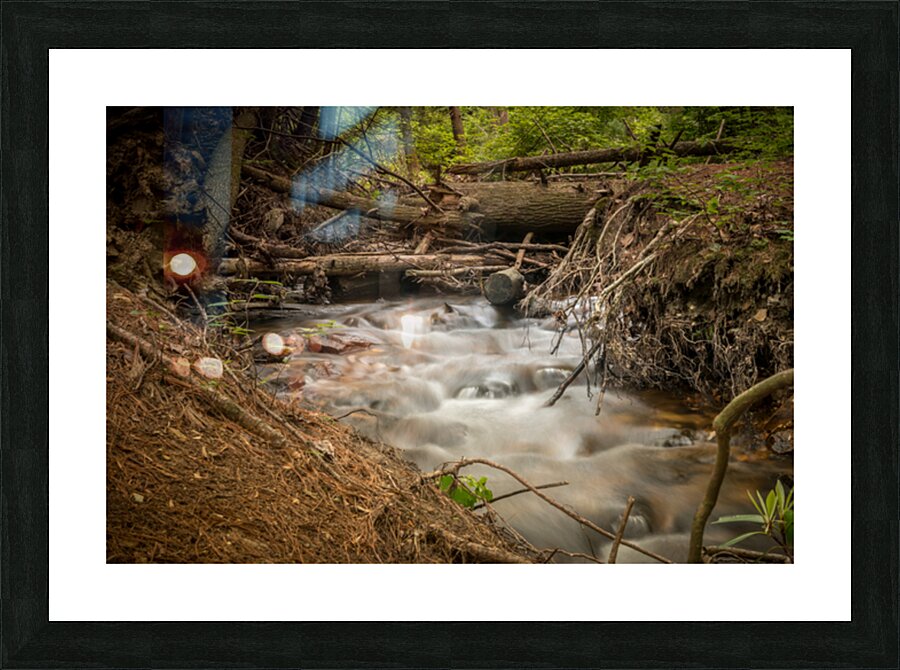 Natures Wild Symphony Picture Frame print