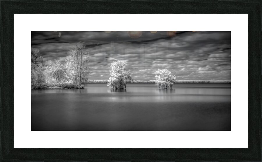 Tranquil Cypress Dreams: Santee State Park Picture Frame print