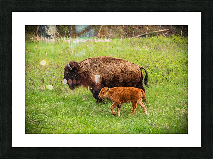 Bison Tales: Spirit of the Bison Picture Frame print