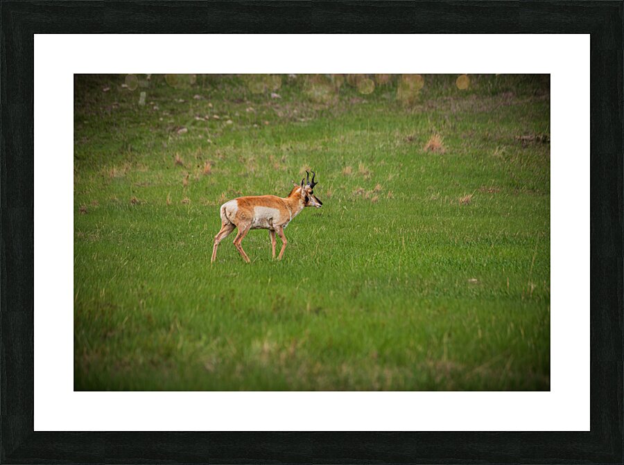 Boundless Horizons: A Pronghorns Journey through Custers Wildlife Loop Picture Frame print