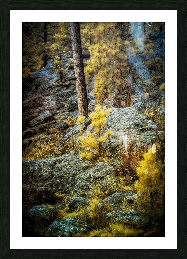 Solitude Amidst Serenity: The Lone Pine Tree by the Lake Picture Frame print