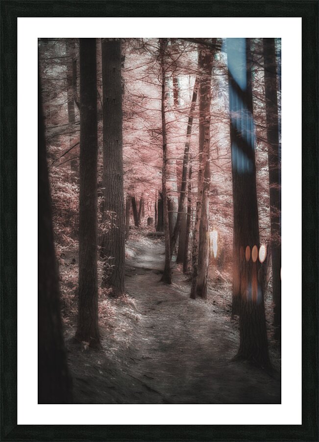 Pink Path -1 Picture Frame print