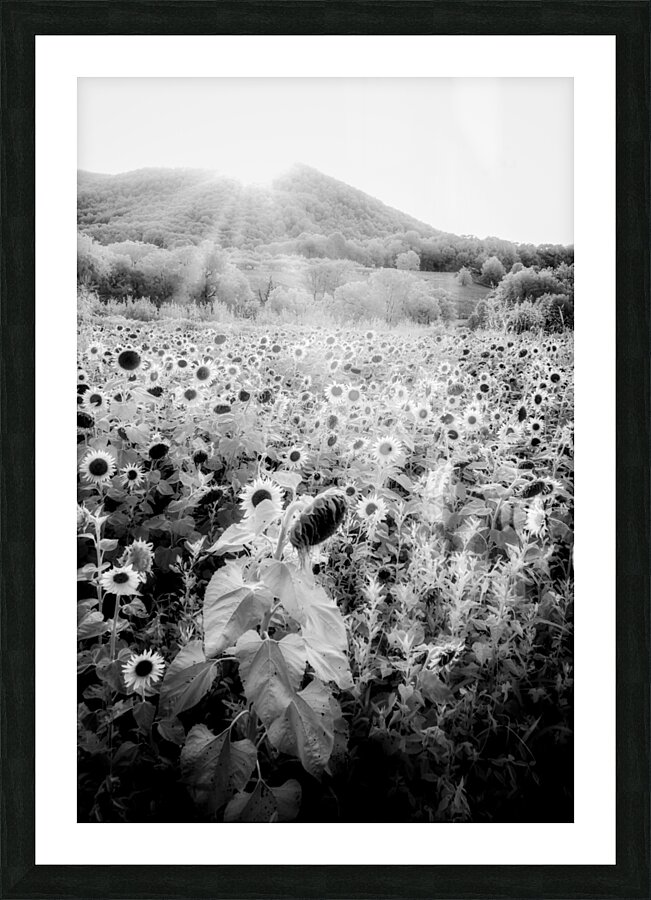 Sunflower Setting Picture Frame print