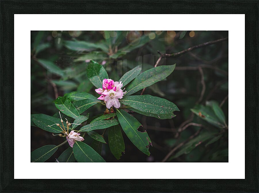 Rhodie - 2 Picture Frame print
