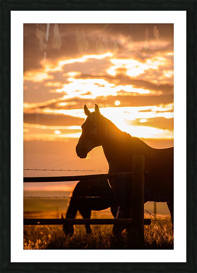 Sunset Silhouette: Portrait of Ernie Picture Frame print
