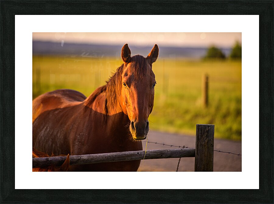 Equestrian Elegance: Ernie at Sunset Picture Frame print