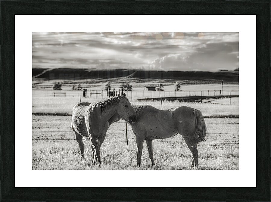 Equine Connection Picture Frame print