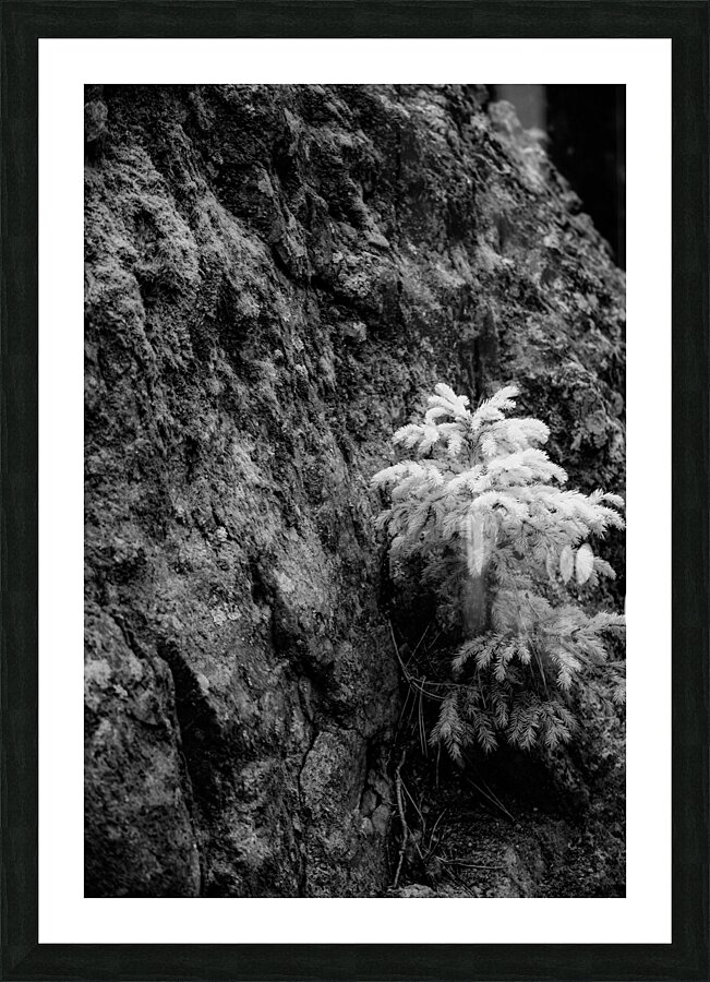 Small Pine on a Rock Picture Frame print