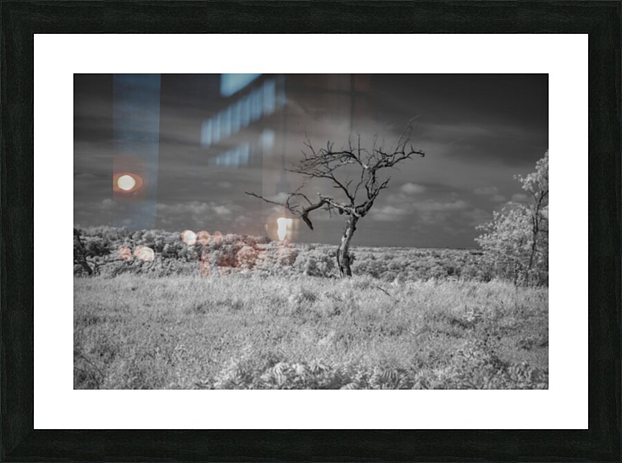 Solitary Whispers in Wild Grass Picture Frame print