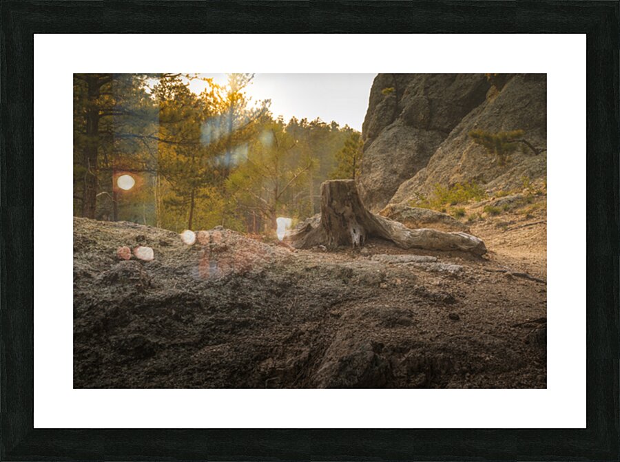 Weathered Stump Picture Frame print