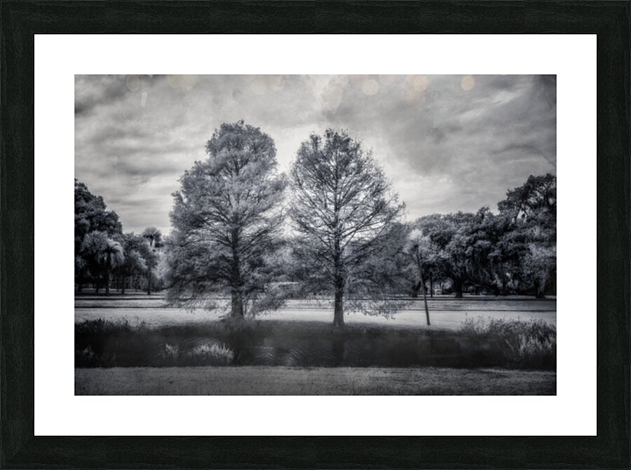 Mystical Twins: Unveiling the Beauty of Venetian Gardens in Leesburg Picture Frame print