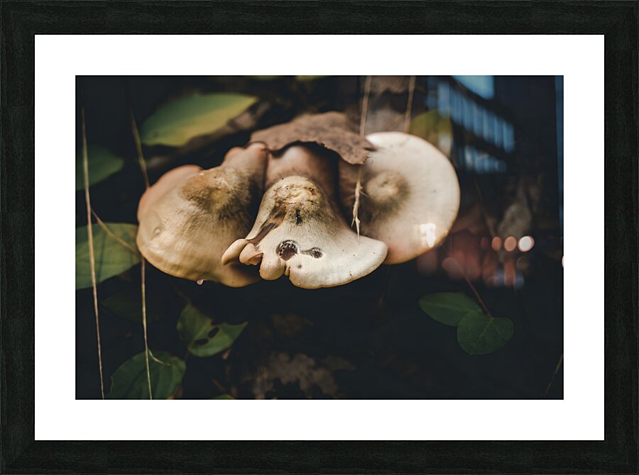 Mystical Fungi: Pound Puppy Shroom in the Magical Woods Picture Frame print