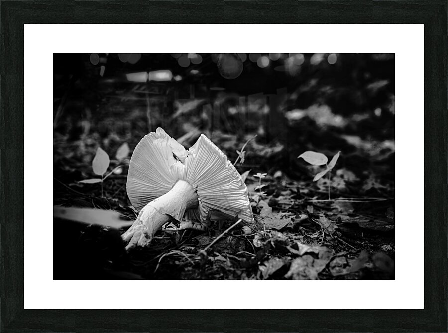 Mystical Fungi: Broken Shroom Picture Frame print