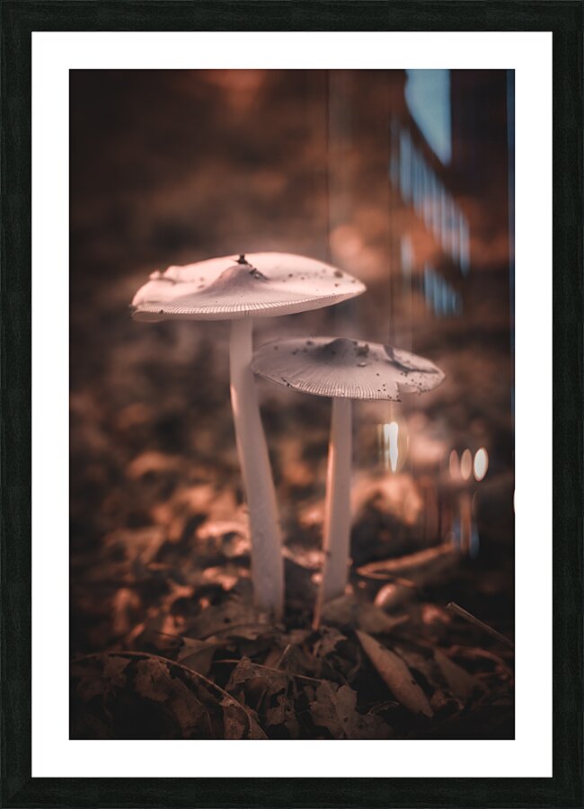 Mystical Fungi: Infrared Shroom in the Magical Landscape Picture Frame print