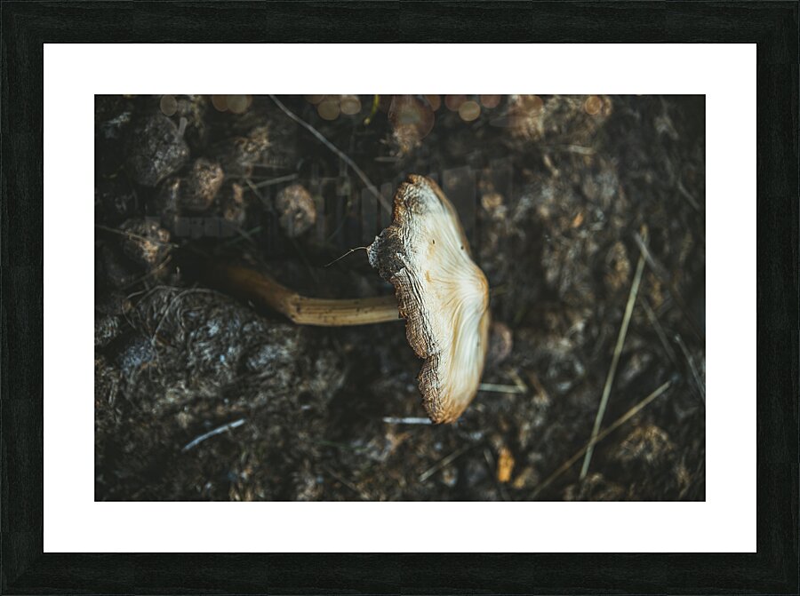 Montana Ranch Shroom: Highland Horseshoe Fungus Picture Frame print