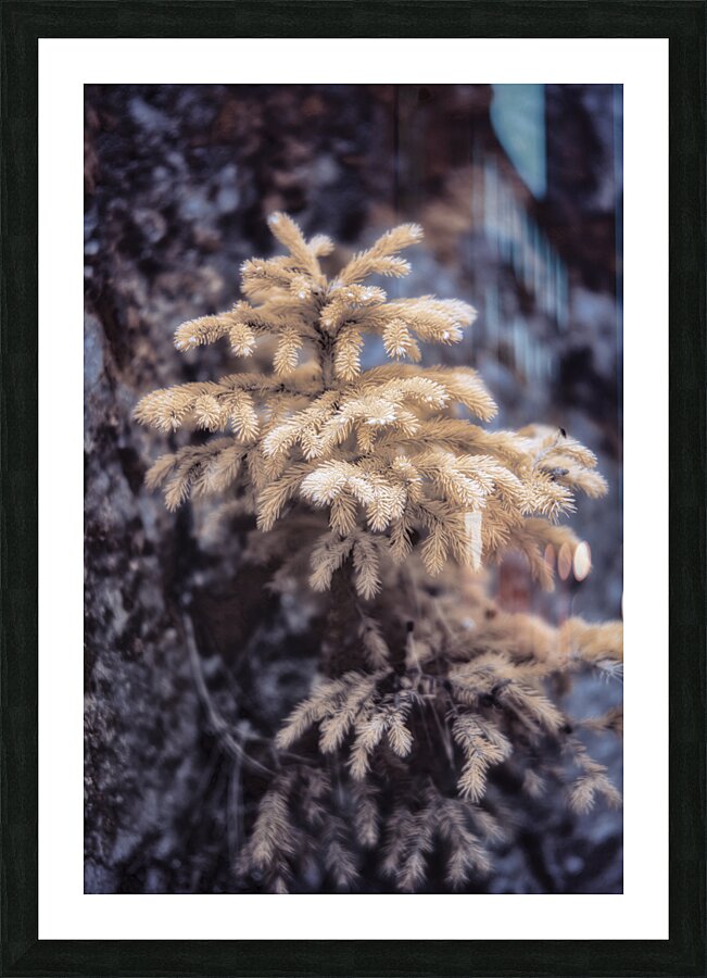 Exploring Sylvan Lake: Tiny Yellow Pine Picture Frame print