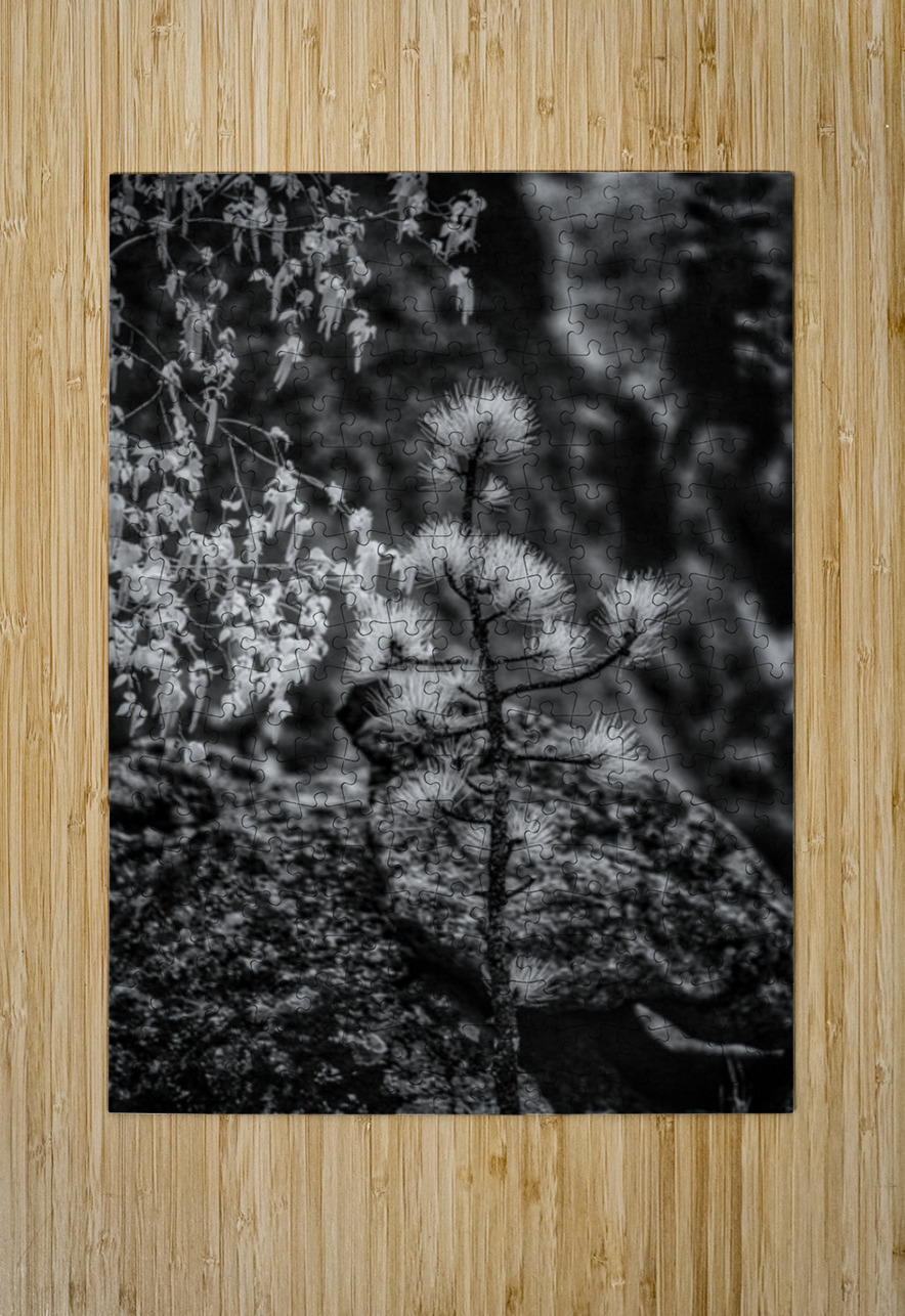 Exploring Sylvan Lake: A Magical Encounter with a Tiny Pine Dream World Images Puzzle printing