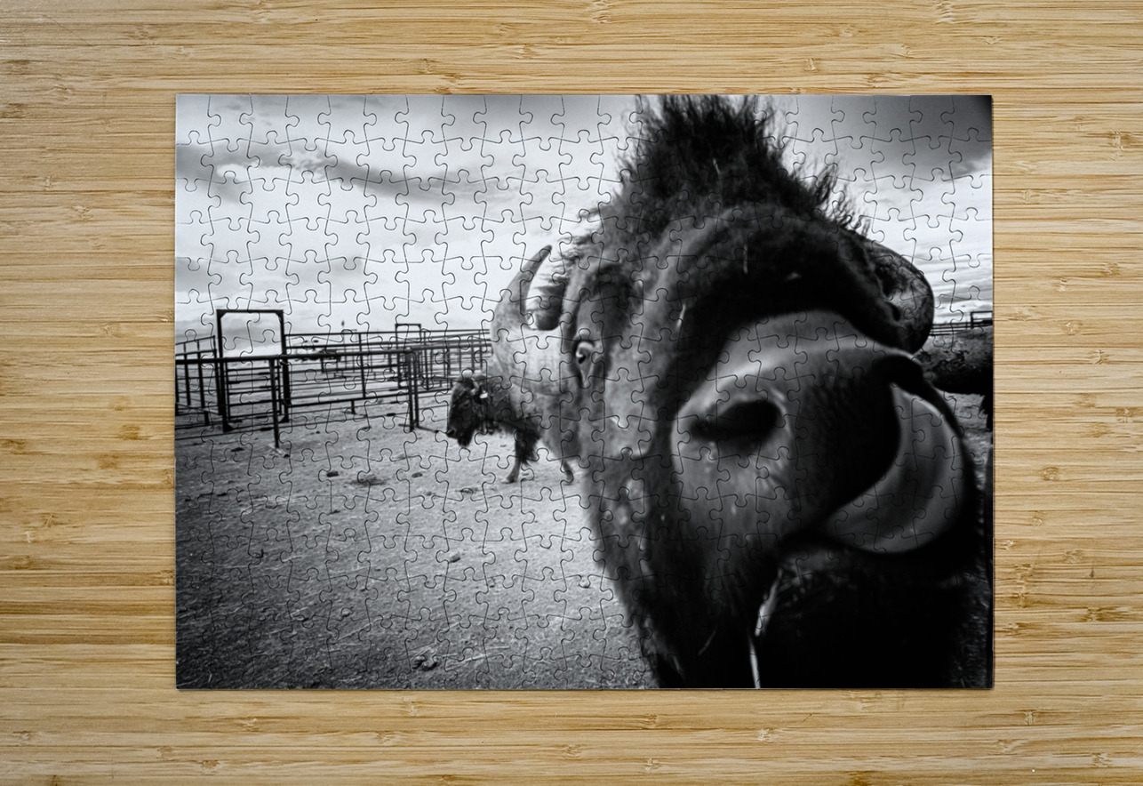Hello: A Bison’s Surprise Greeting Dream World Images Puzzle printing