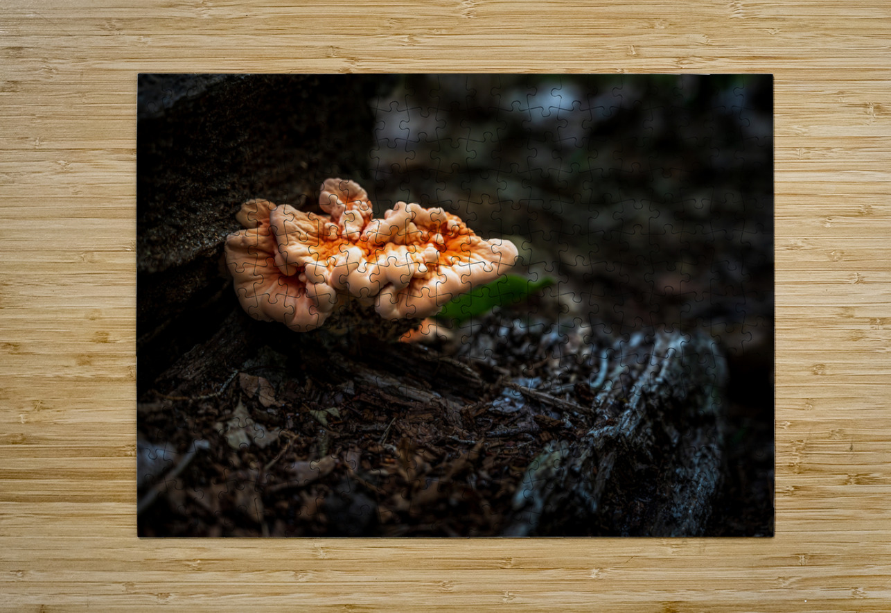 Delaware Fungi: A Lighted Shroom in the Mystical Forest Dream World Images Puzzle printing