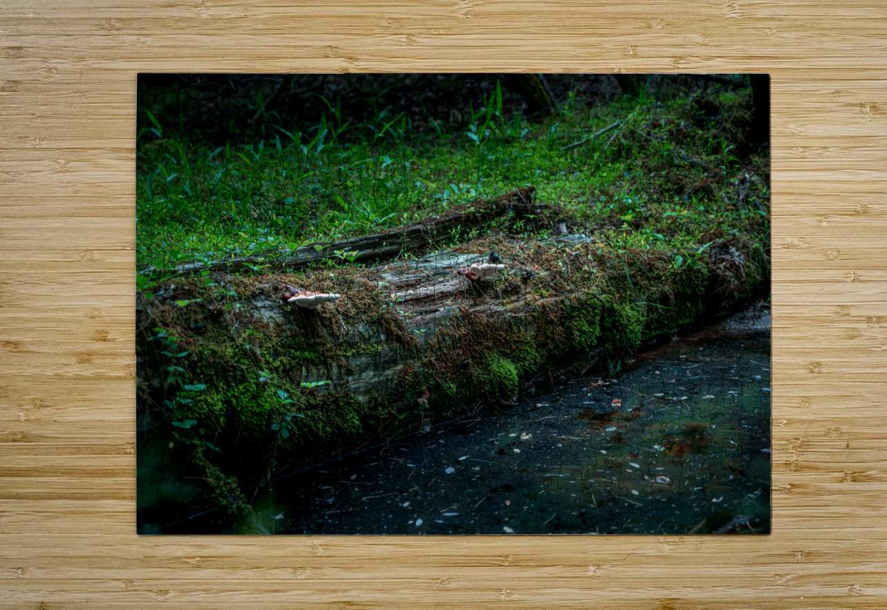 Fungi and Dirty Pool Dream World Images Puzzle printing