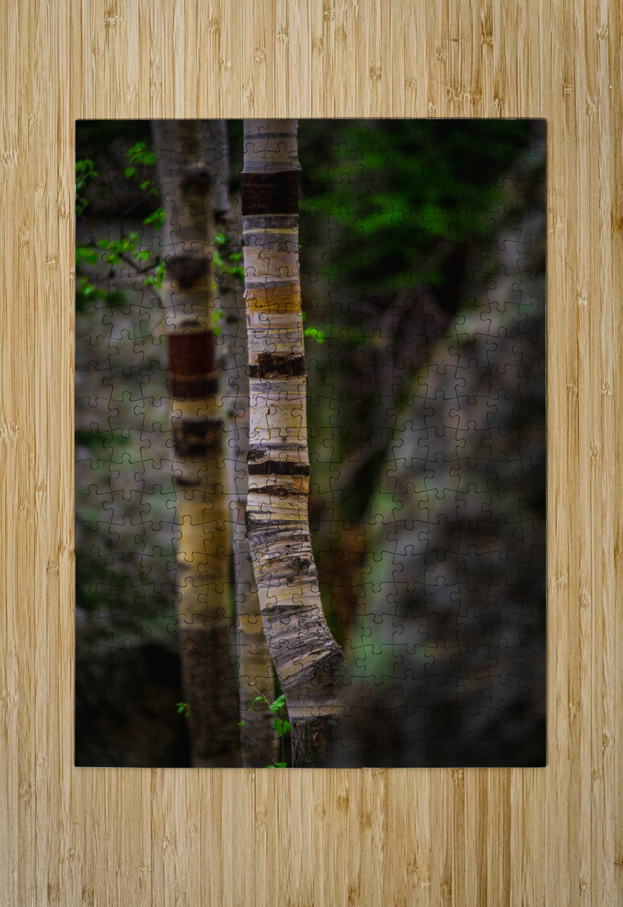 Exploring Sylvan Lake: Capturing the Beauty of Aspen Bark Dream World Images Puzzle printing