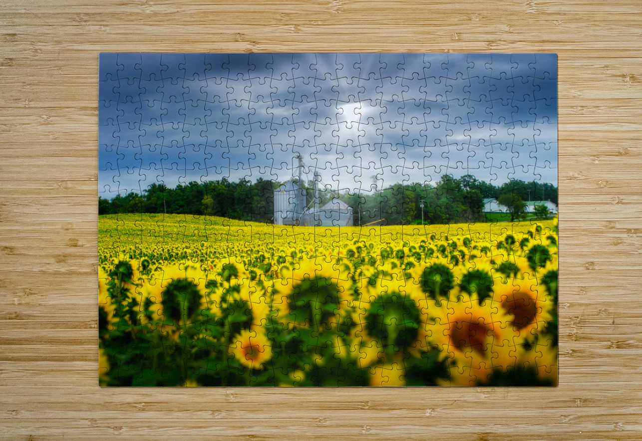 All Hail: A Golden Tapestry of Sunflowers Basking in Sunlight Dream World Images Puzzle printing