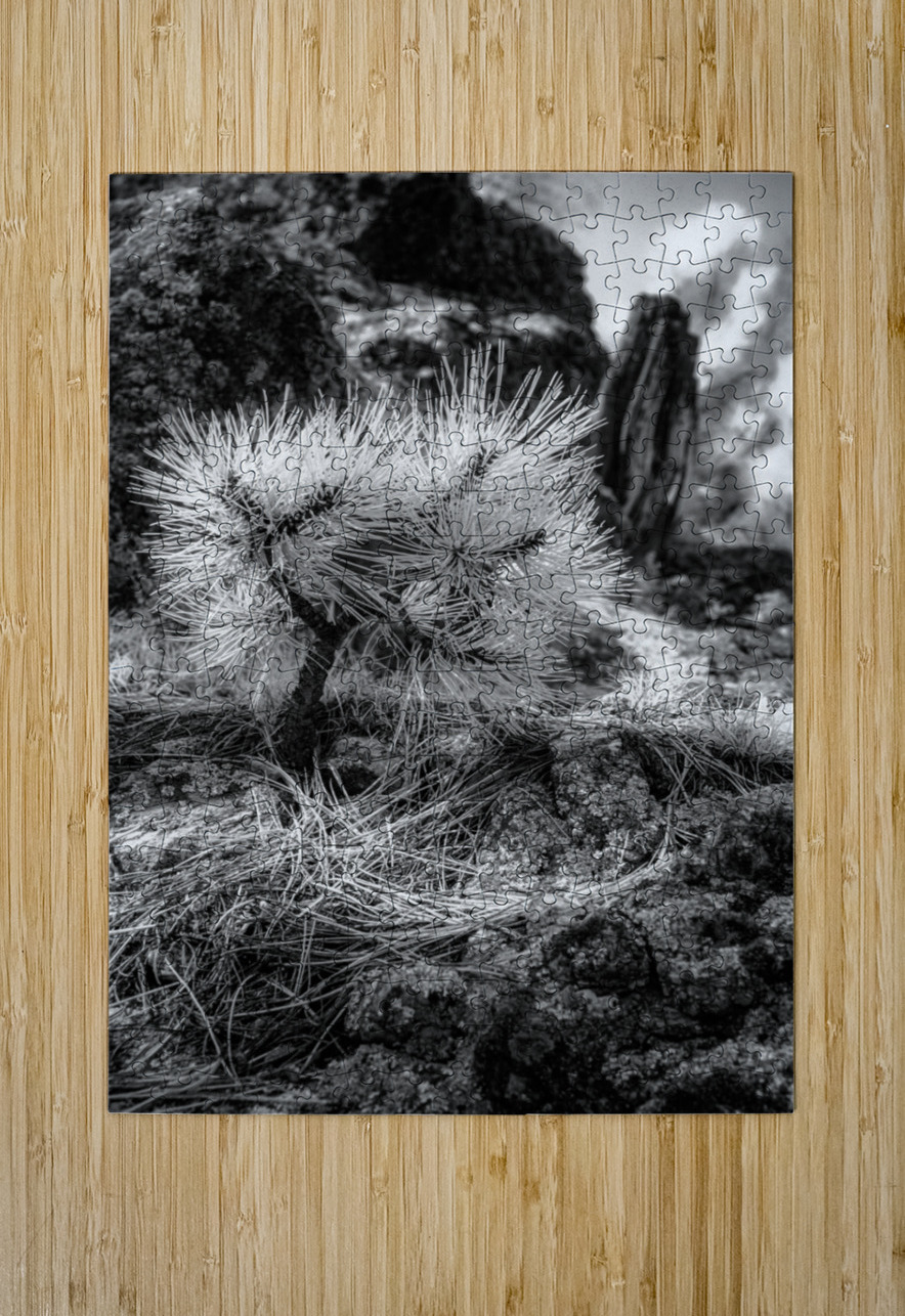 Exploring Sylvan Lake: A Baby Pine Dream World Images Puzzle printing