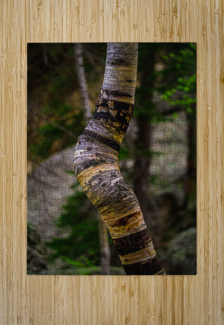 Exploring Sylvan Lake: Capturing the A Bent Aspen Dream World Images Puzzle printing