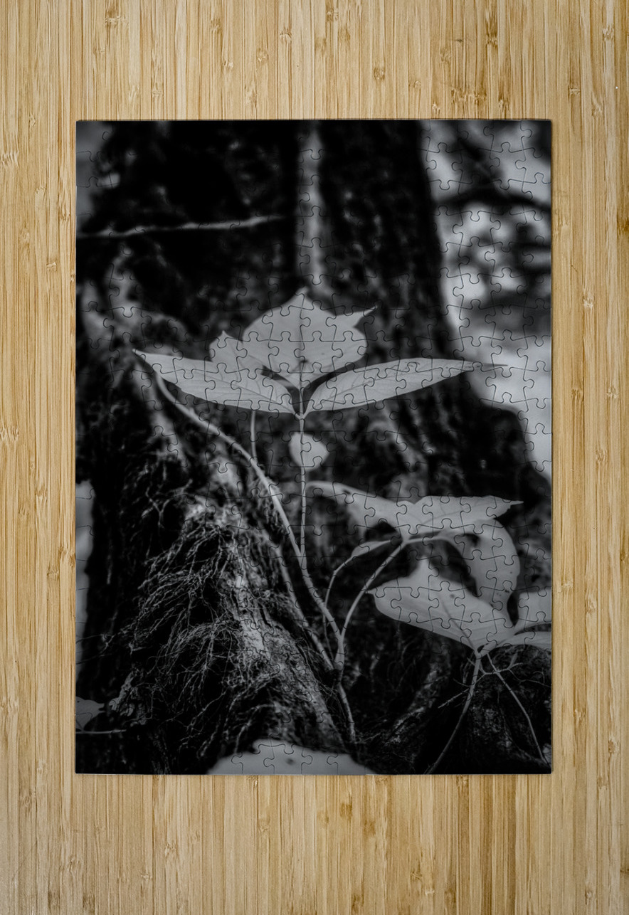 Whispers of Poison Dream World Images Puzzle printing