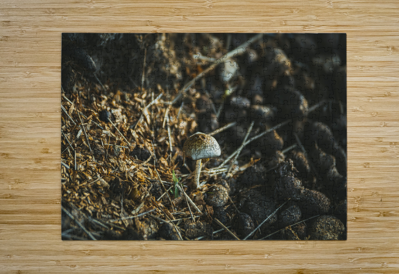 Montana Ranch Shroom: Sunlit Stallion Shroom Dream World Images Puzzle printing