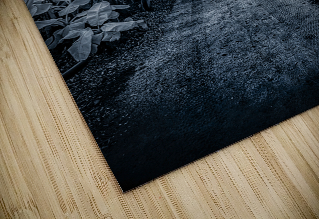 Tropical Banana Pathway Dream World Images Puzzle