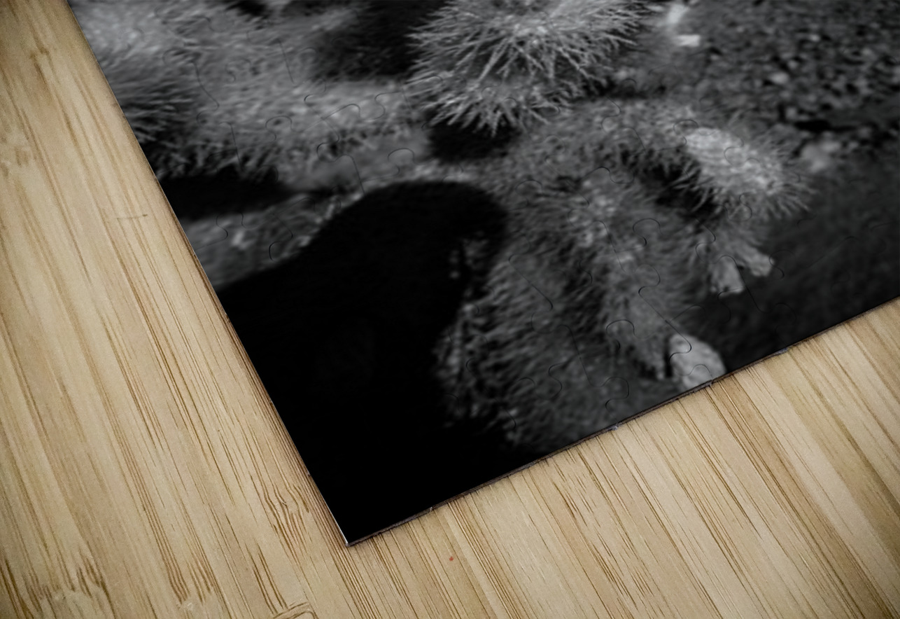 Intricate Dance of Cactus Spines Dream World Images Puzzle