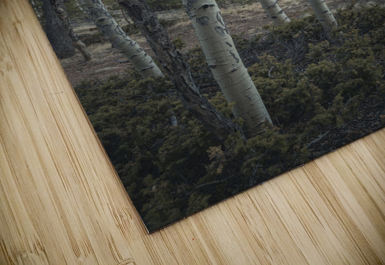 Mueller Aspen Series: Aspen Tree Trail Dream World Images Puzzle