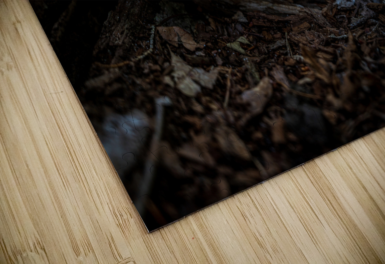Delaware Fungi: A Lighted Shroom in the Mystical Forest Dream World Images Puzzle