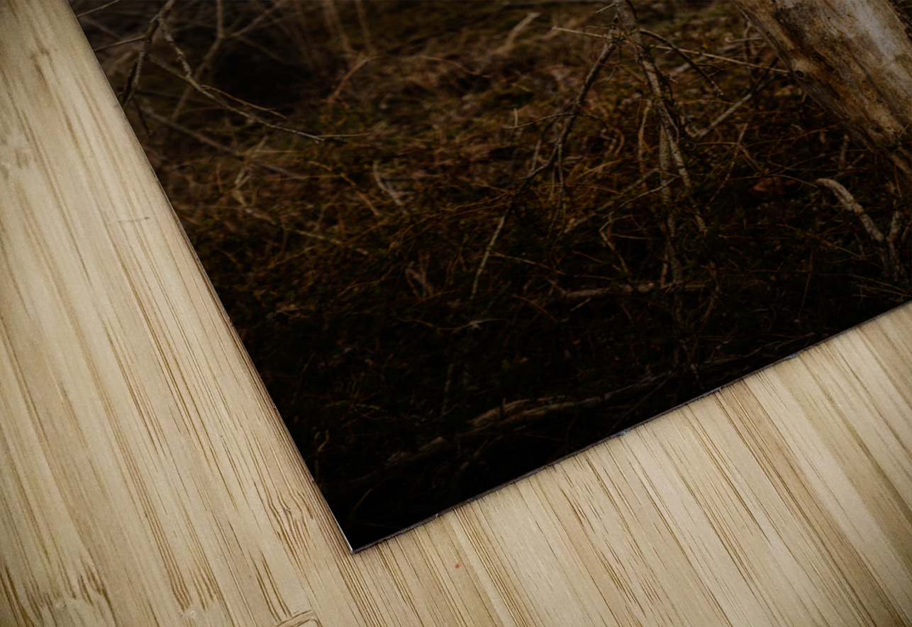 Natures Twisted Remnant Dream World Images Puzzle