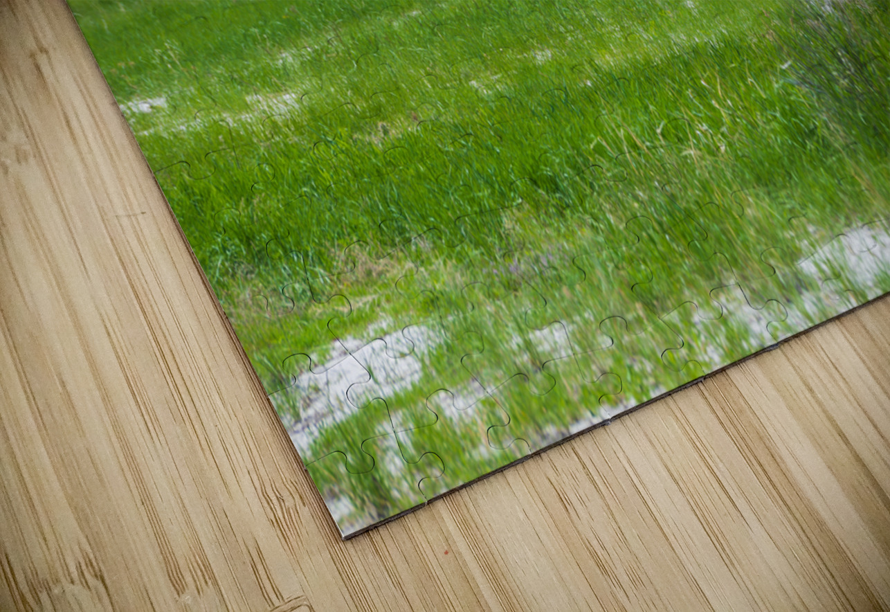 Bison Beauty: Solitary Serenity Dream World Images Puzzle