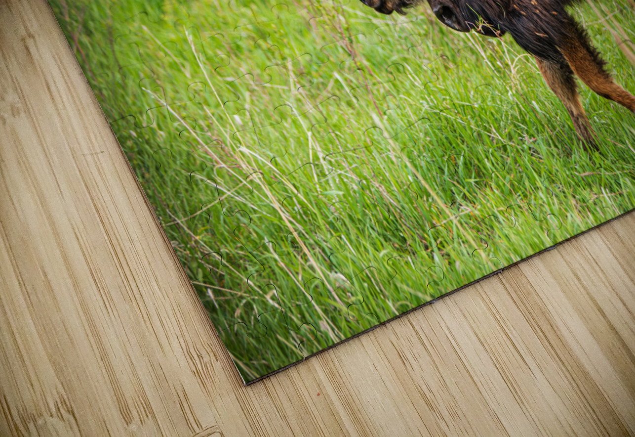 Bison Tales: Guardians of the Grasslands Dream World Images Puzzle