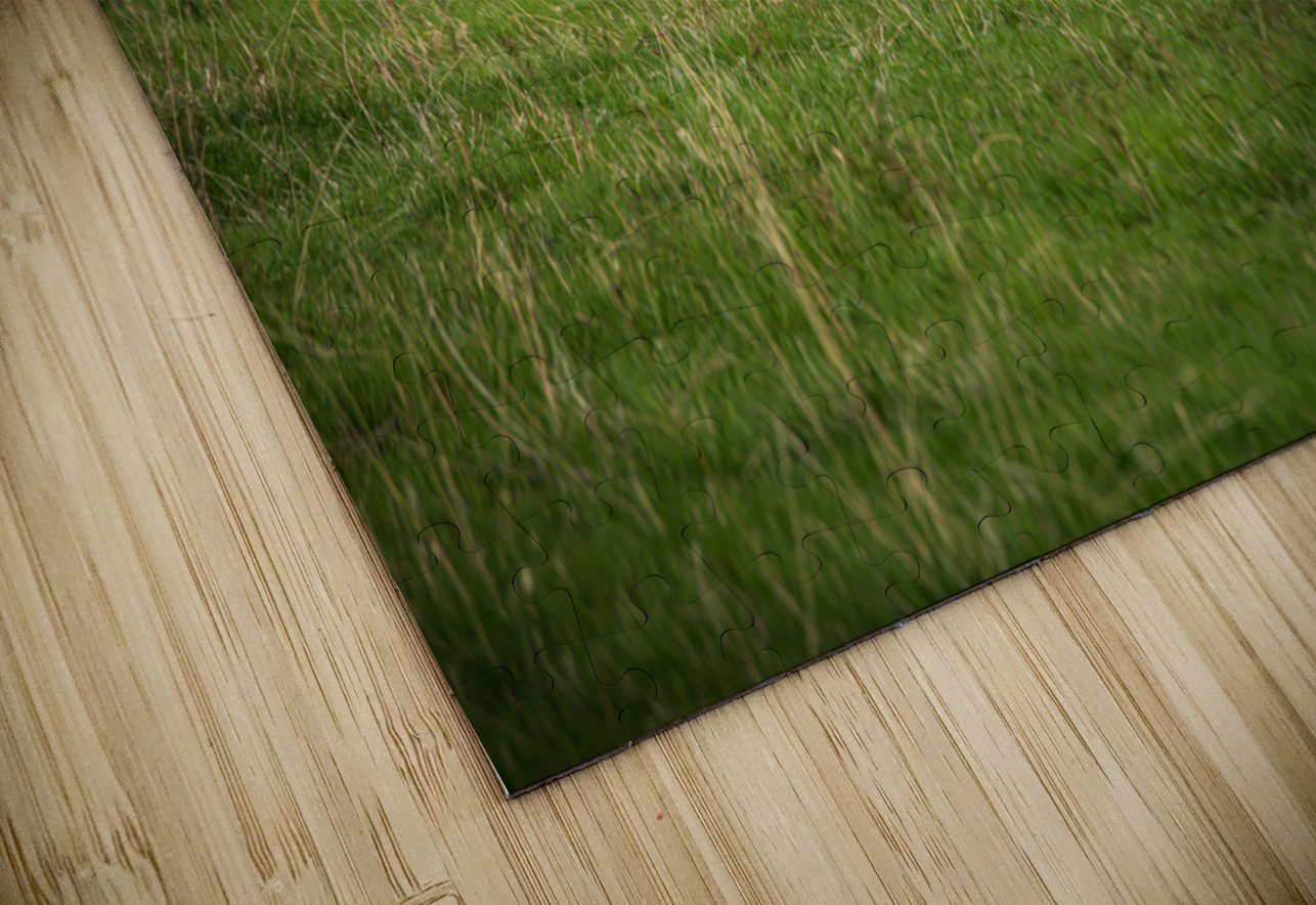 Bison Tales: Herds of the Heartland Dream World Images Puzzle