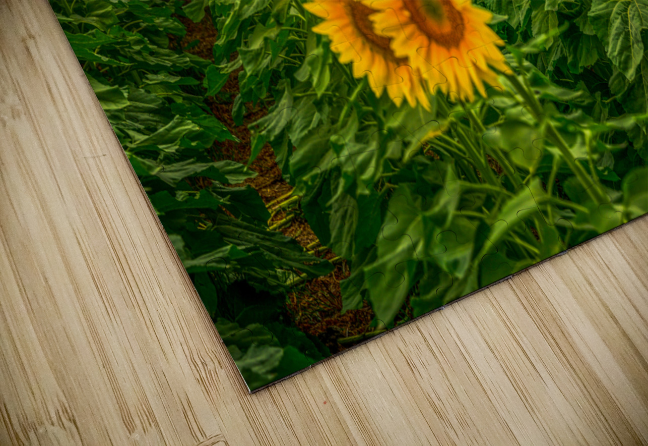 Sad Sunflower Row Dream World Images Puzzle