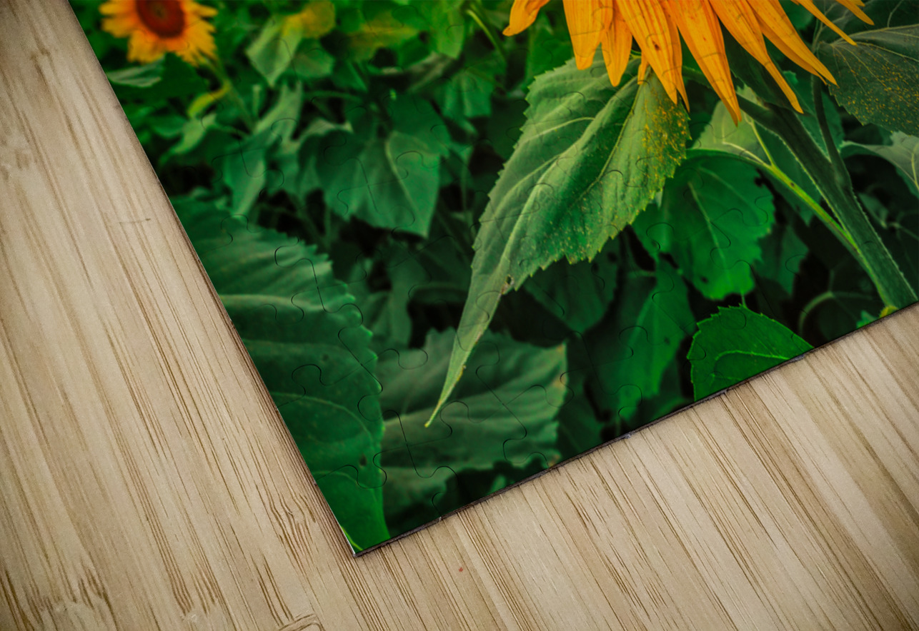 Sunset sunflower Dream World Images Puzzle