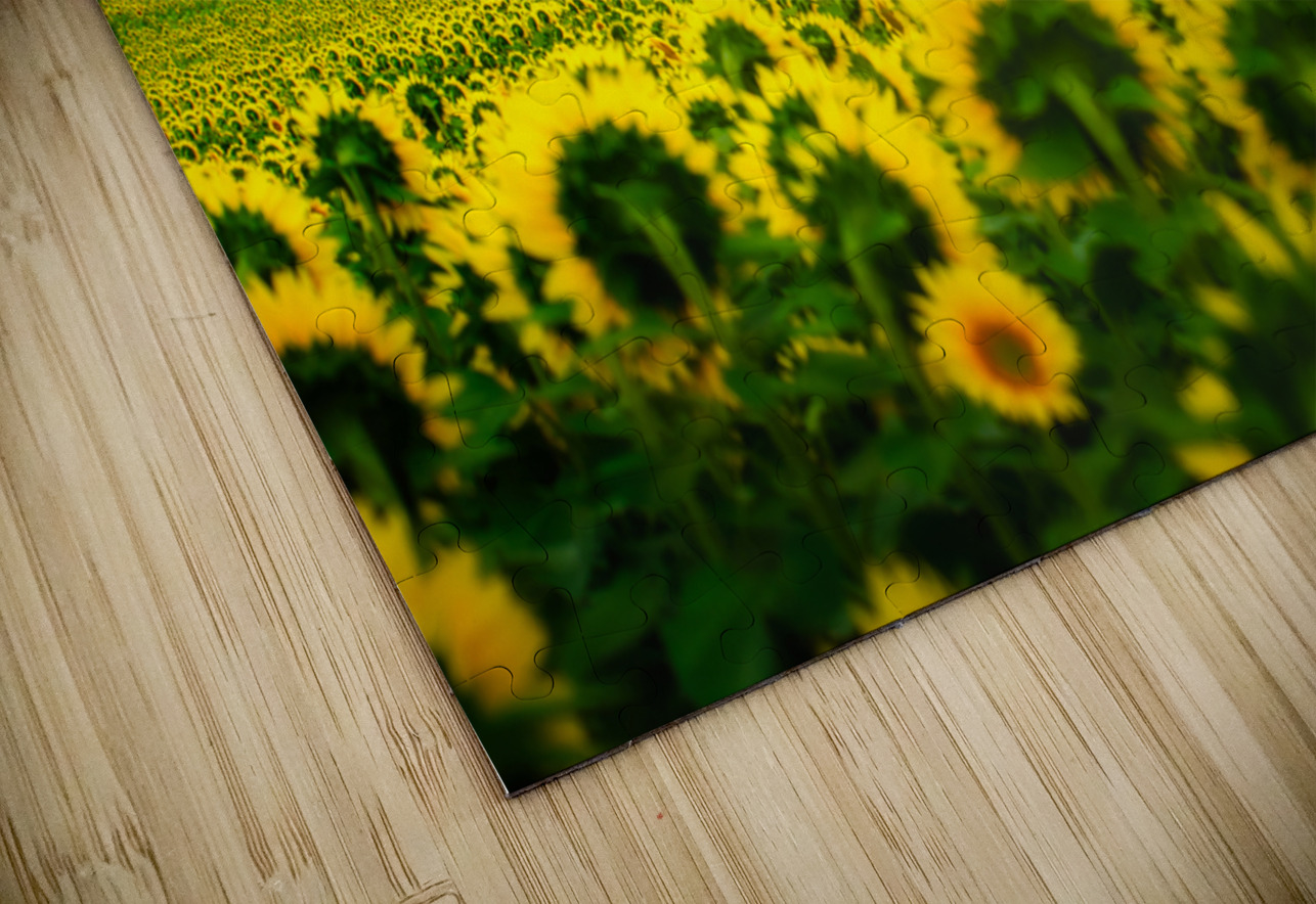 All Hail: A Golden Tapestry of Sunflowers Basking in Sunlight Dream World Images Puzzle