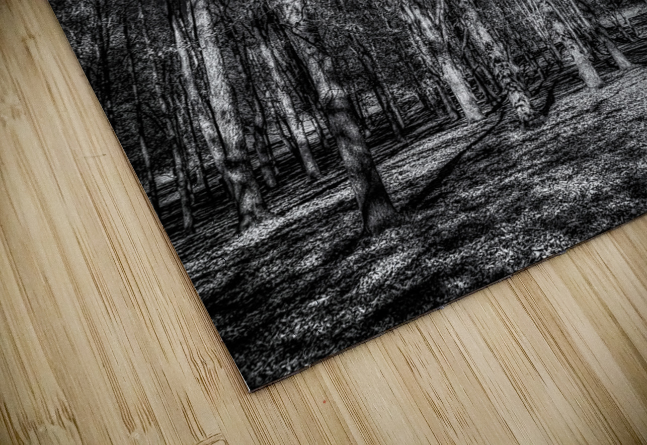 Tall Dark Symphony: A Winters Tale in Infrared Black and White Dream World Images Puzzle