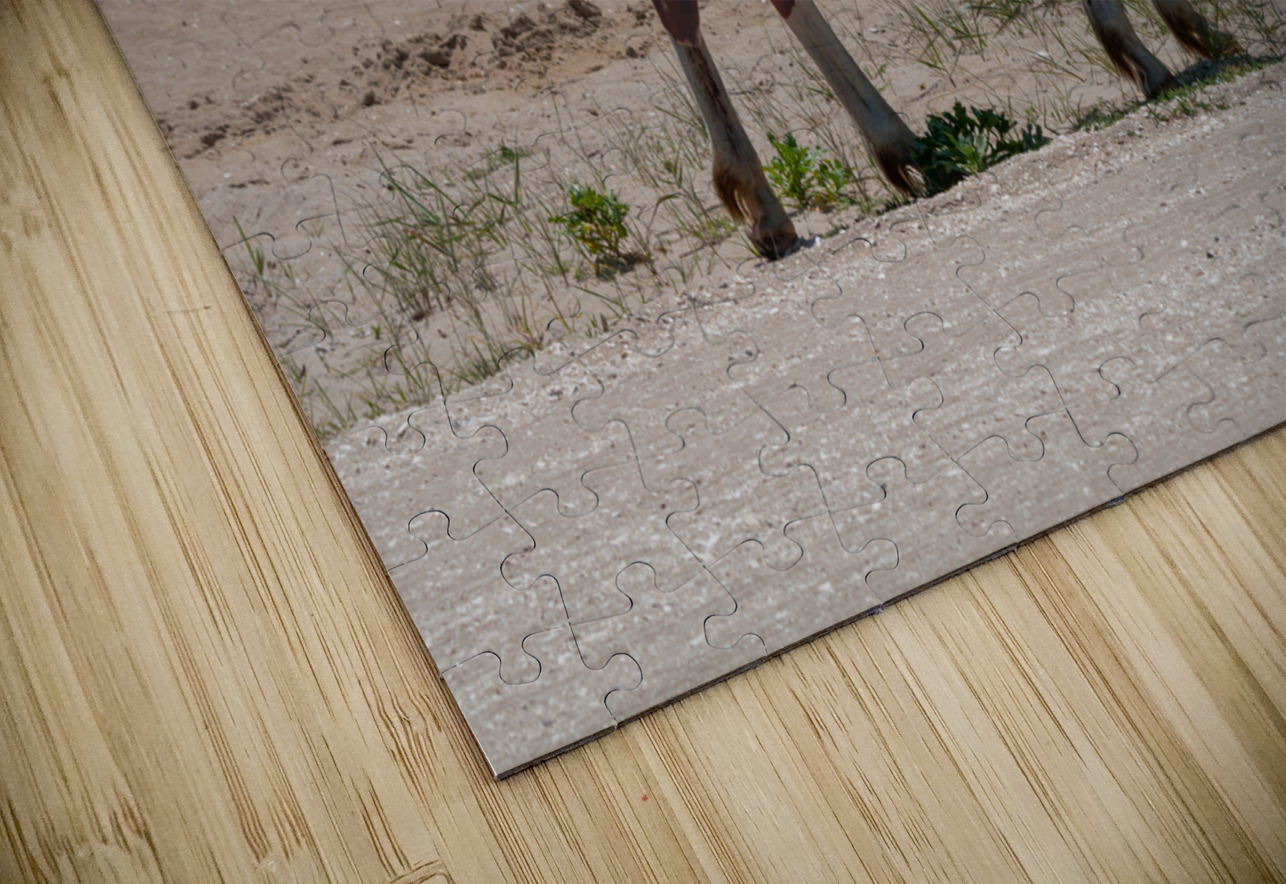 Coastal Grazing Dream World Images Puzzle