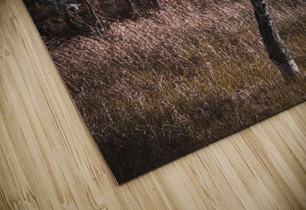 Birch Curves Dream World Images Puzzle