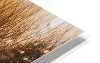 Natures Amber Hour HD Metal print