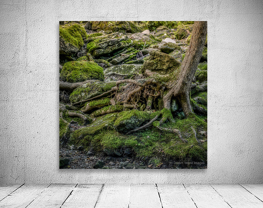 Mossy Brook Symphony   Wall Preview